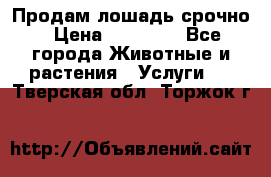 Продам лошадь срочно › Цена ­ 30 000 - Все города Животные и растения » Услуги   . Тверская обл.,Торжок г.